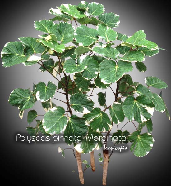 Aralia - Polyscias pinnata Marginata - Aralia de Balfour panaché, Aralia Balfouriana - Variegated Balfour aralia,  Aralia Balfouriana